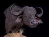 african cape buffalo