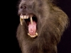 african baboon