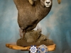 rocky mountain bighorn sheep