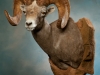 desert bighorn sheep