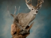 coues whitetail deer